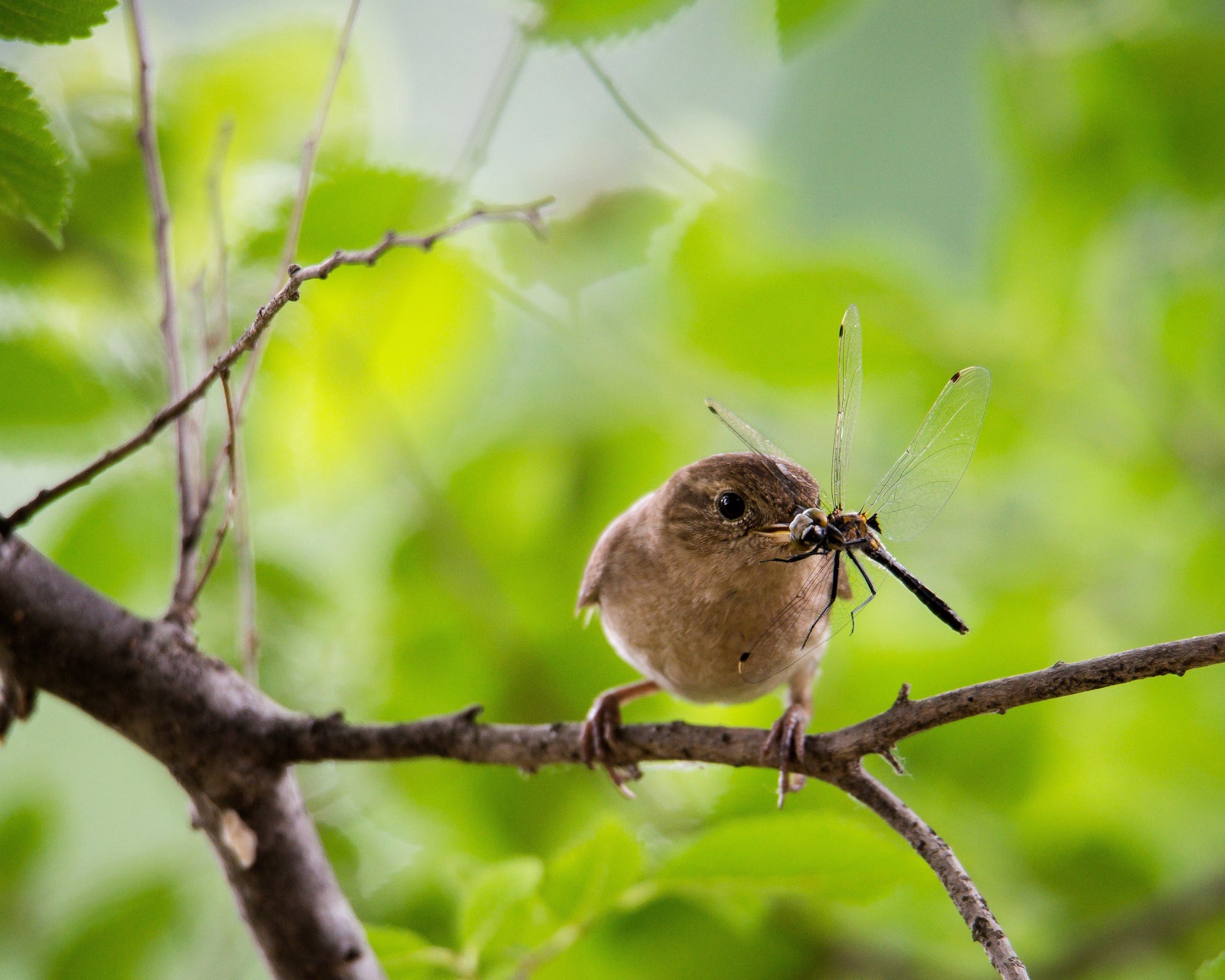 Wren with dragonfly food