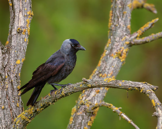 Photo of Jackdaw