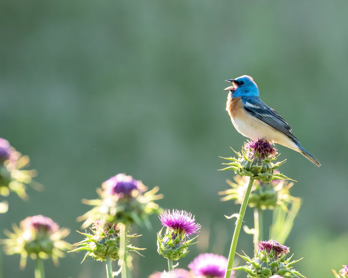 Lazuli Bunting singing at dawn