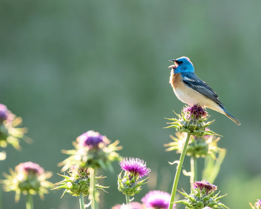 Lazuli Bunting singing at dawn