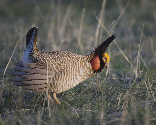 Lesser Prairie-chicken displaying during breeding season