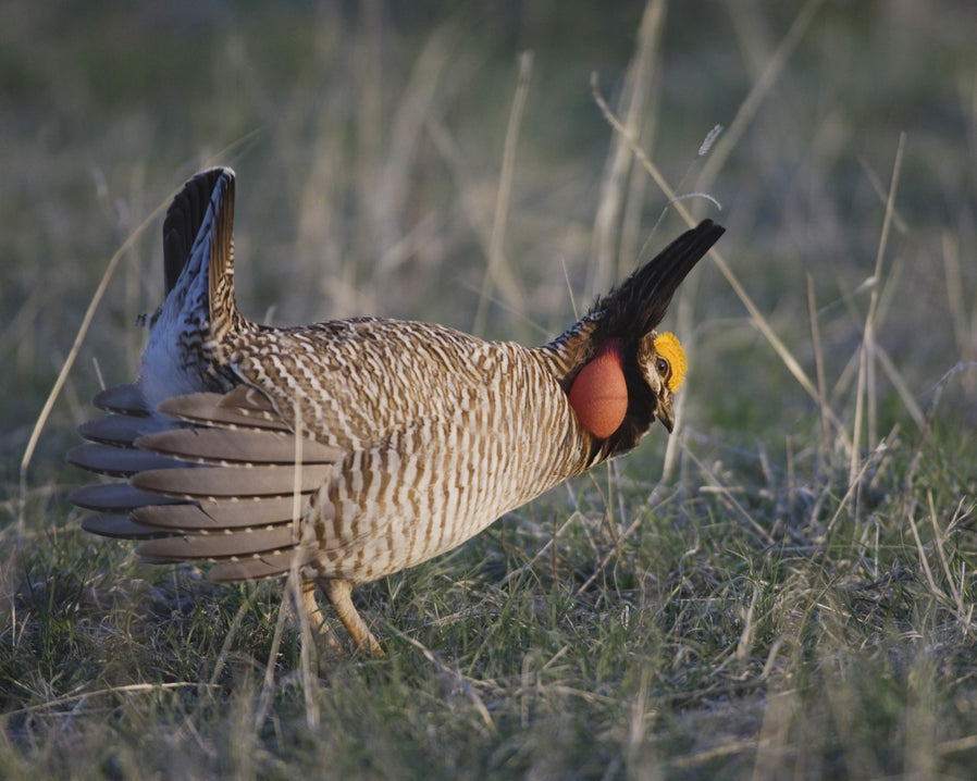 Lesser Prairie-chicken displaying during breeding season
