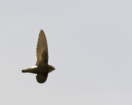 Little Swift