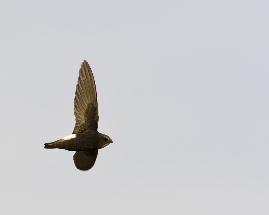 Little Swift