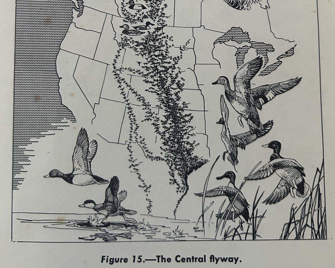 Figure from the 1950 manuscript Migration of Birds