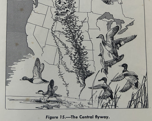 Figure from the 1950 manuscript Migration of Birds