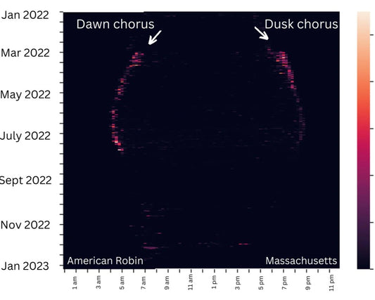 Dawn and dusk chorus of the American Robin as recorded by Haikubox