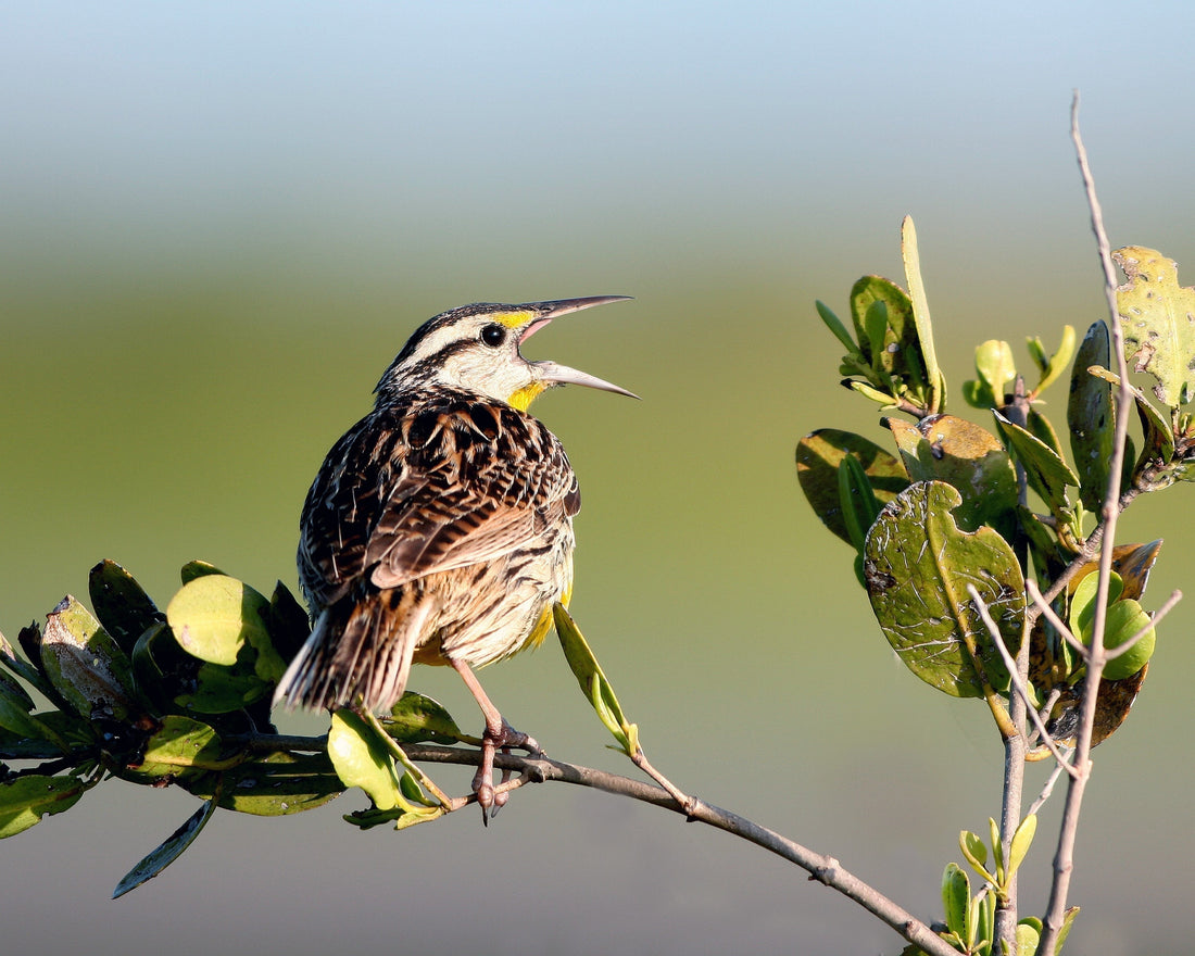 Singing meadowlark