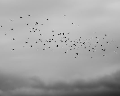 Migrating birds