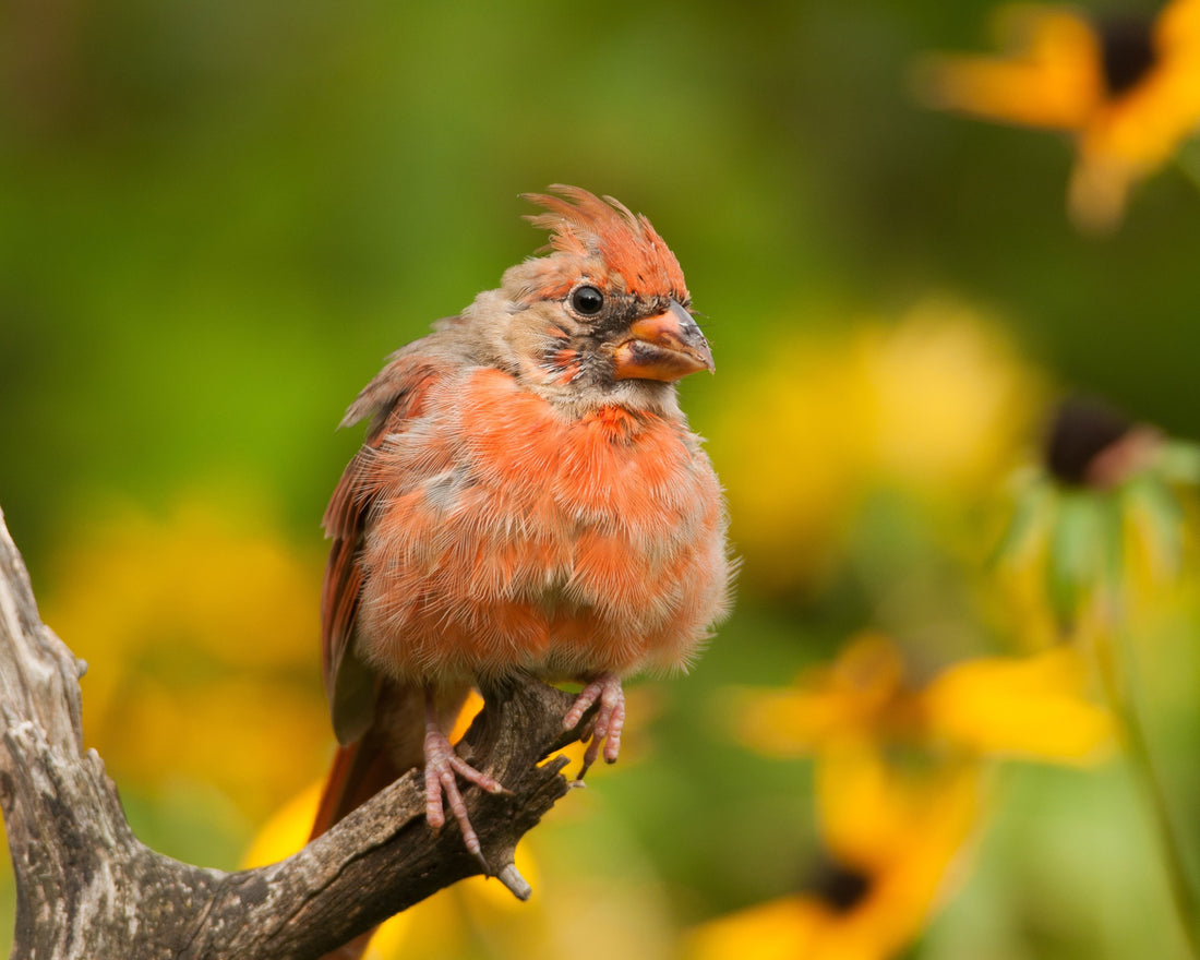 Molting Northern Cardinal