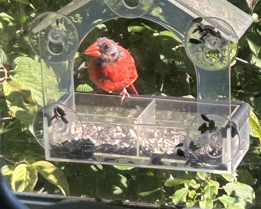 Molting Northern Cardinal showing large ear cavity