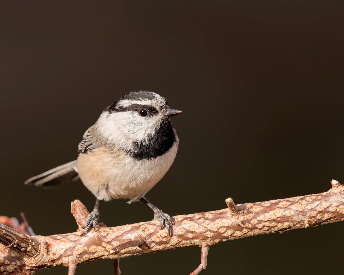 Image of a Mountain Chickadee
