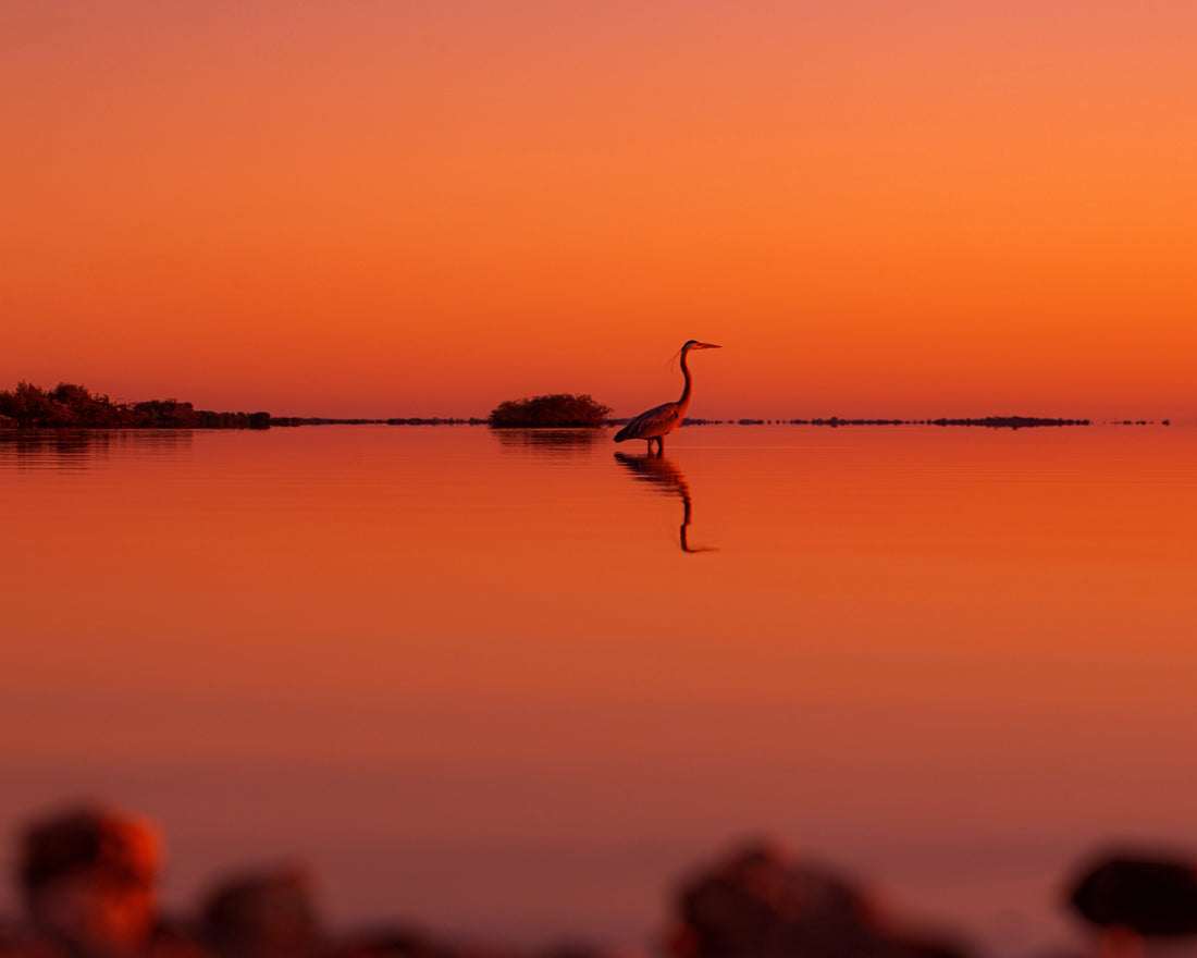 Heron at Everglades National Park
