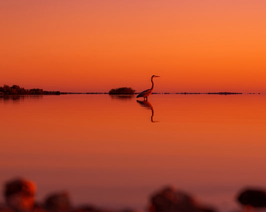 Heron at Everglades National Park