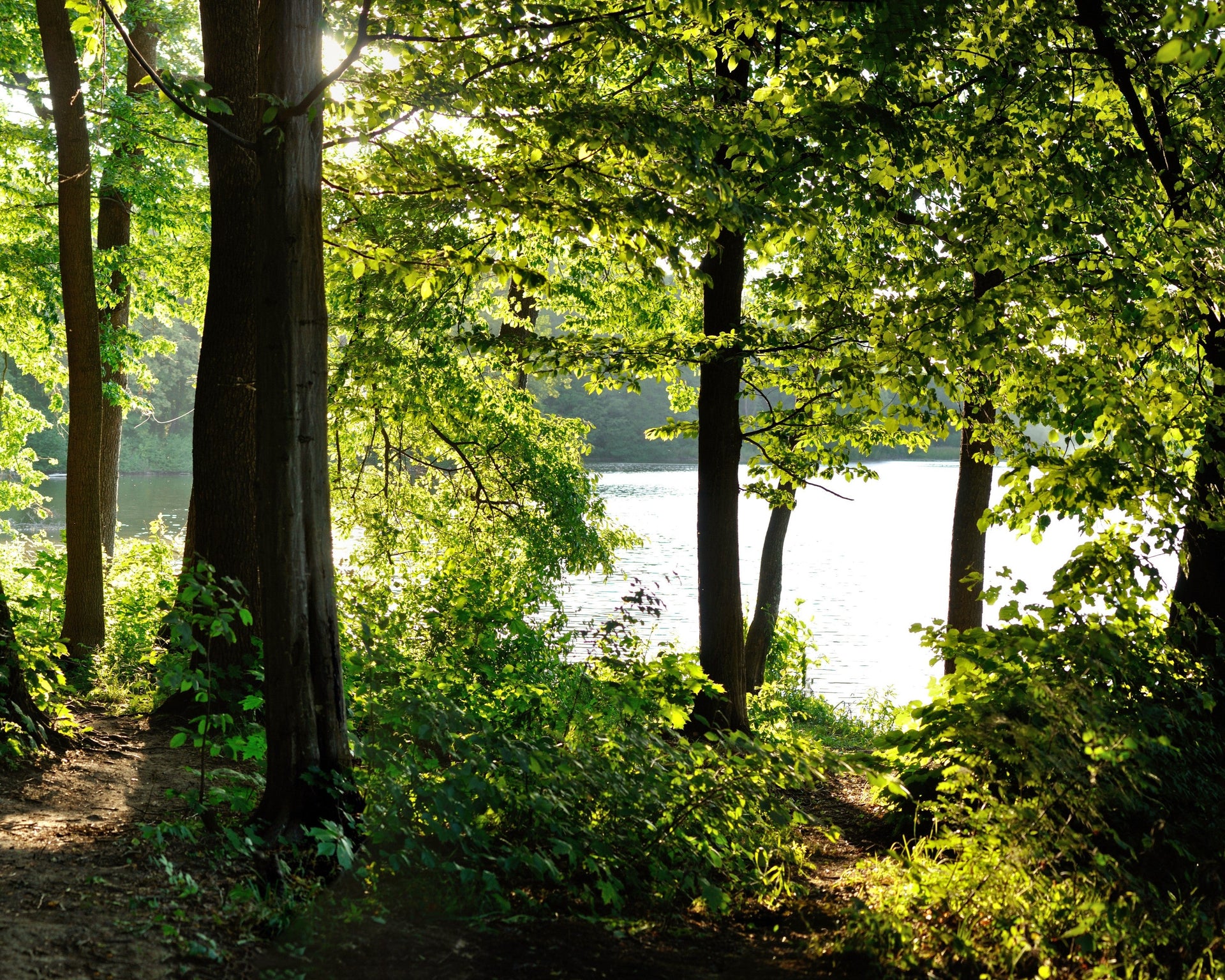 Image of woods by a lake