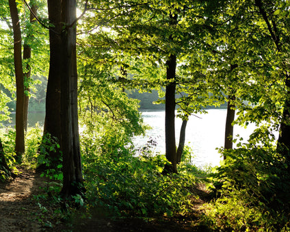 Image of woods by a lake