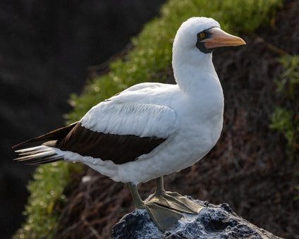 Nazca Booby