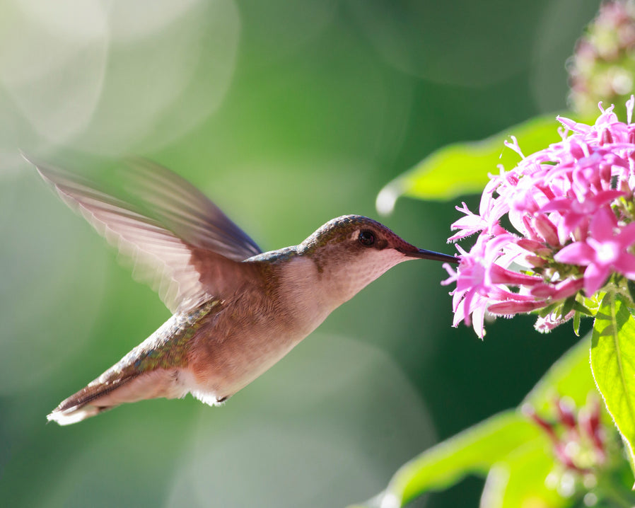 Nectar sipping hummingbird