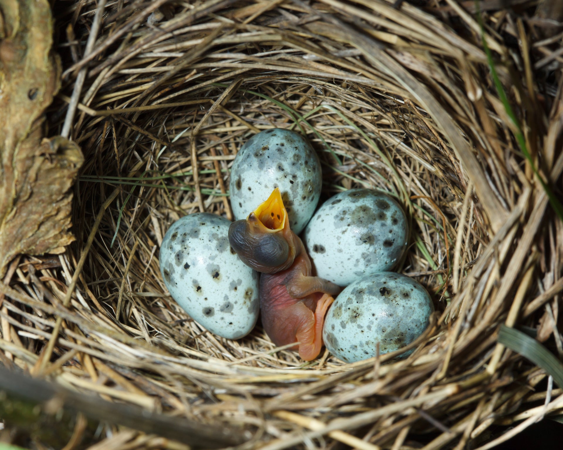 Nest with newly hatched chick