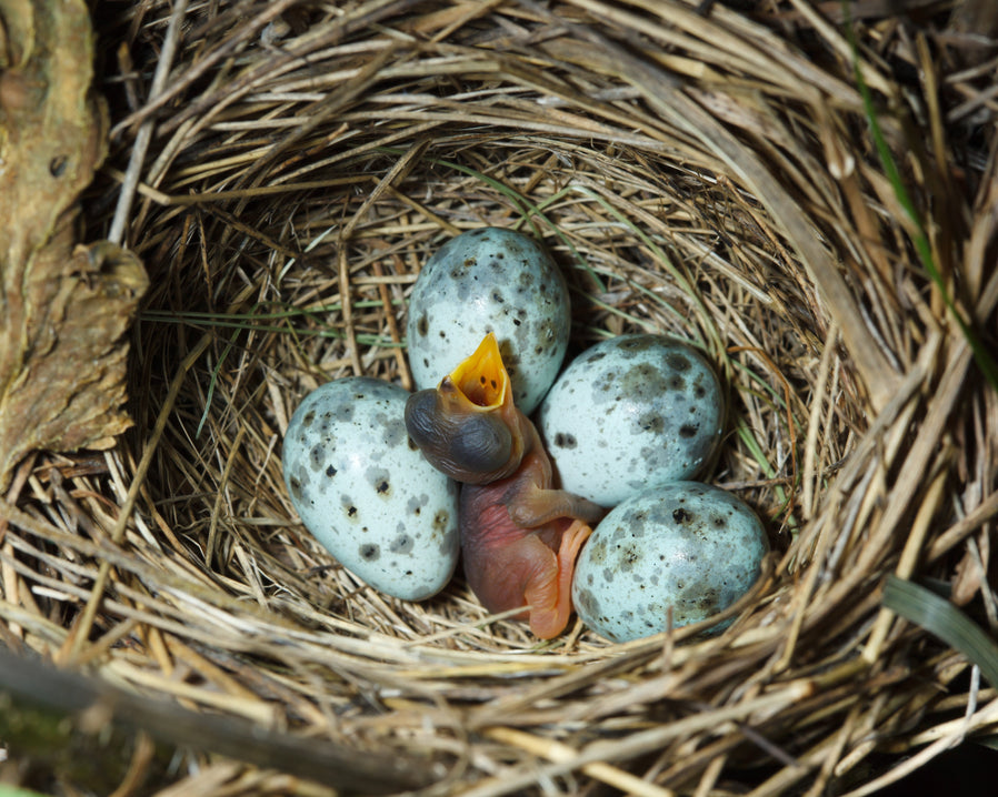 Nest with newly hatched chick