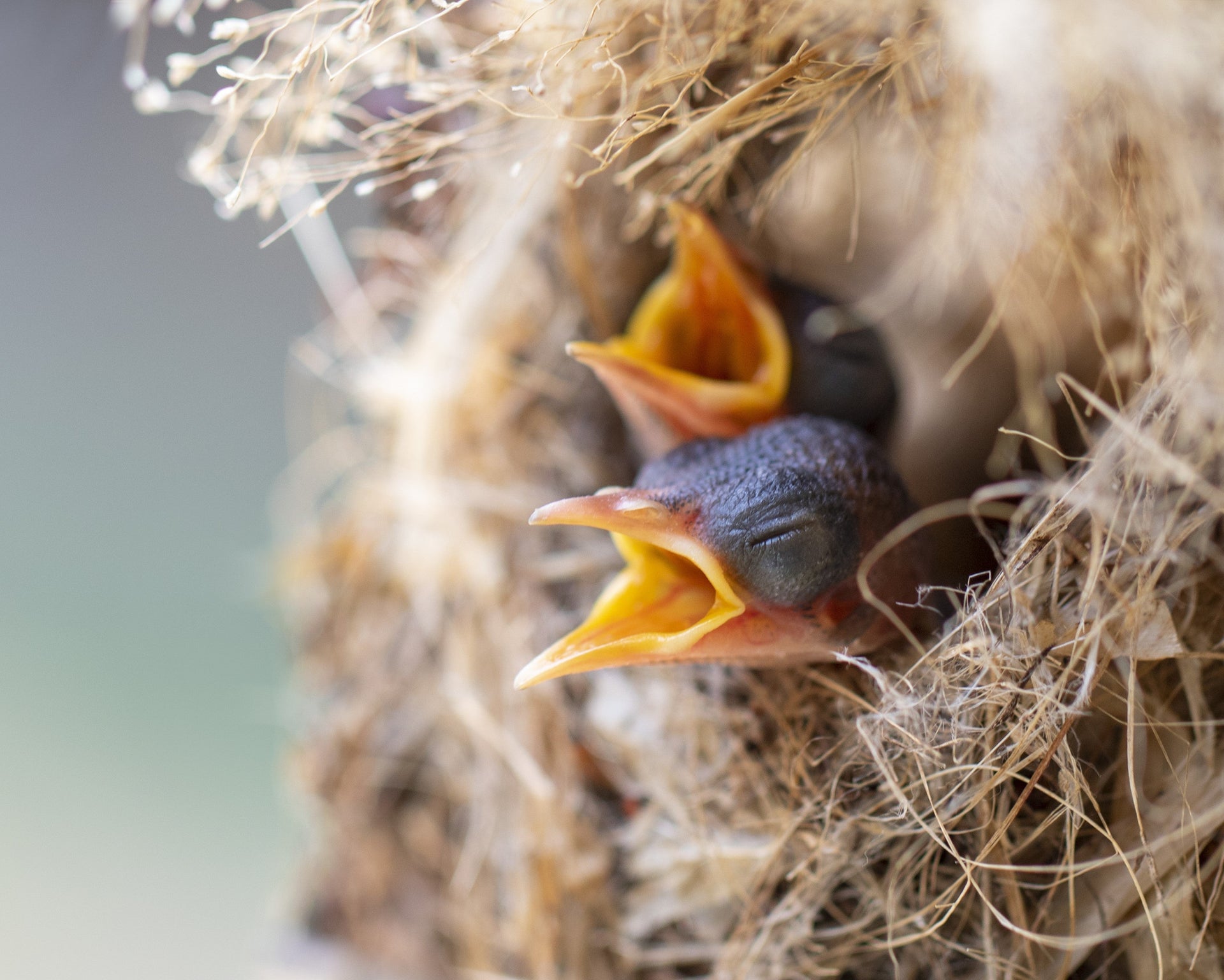 Baby birds in a nest