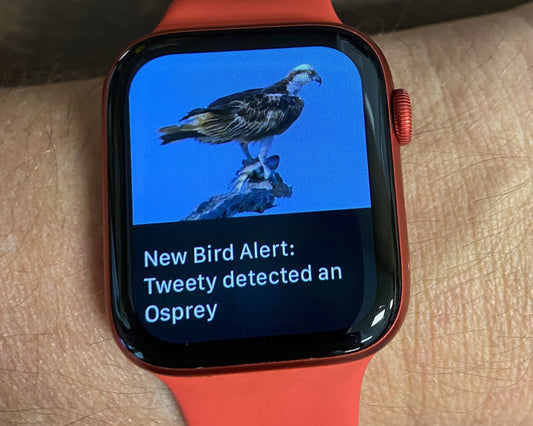 New Bird Push Notifications