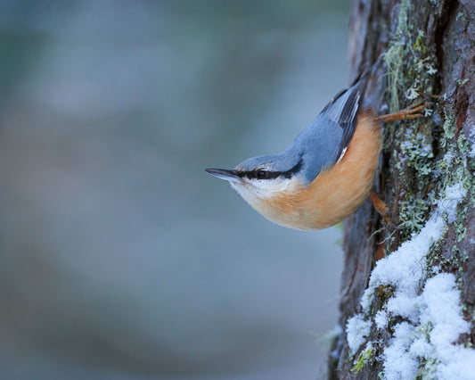 Nuthatch in winter