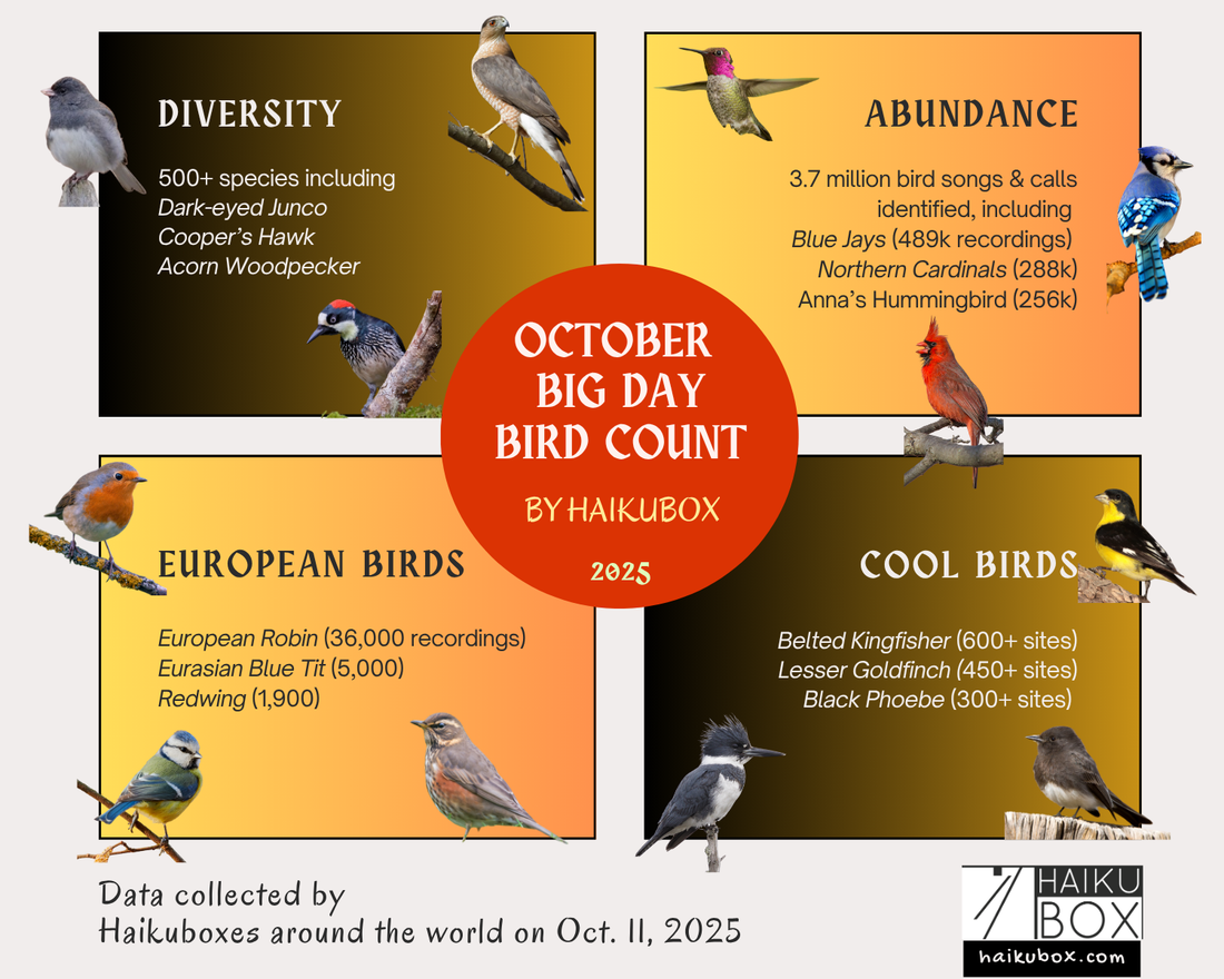 October Big Day - Haikubox results infographic