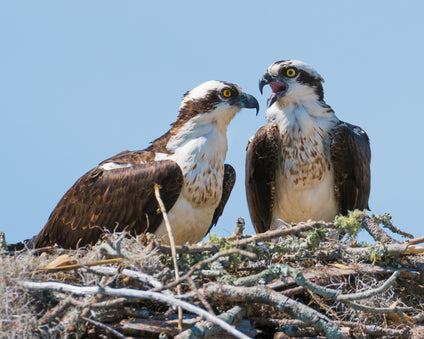 Osprey pair on nest