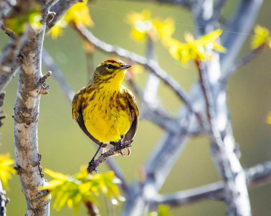 Palm Warbler
