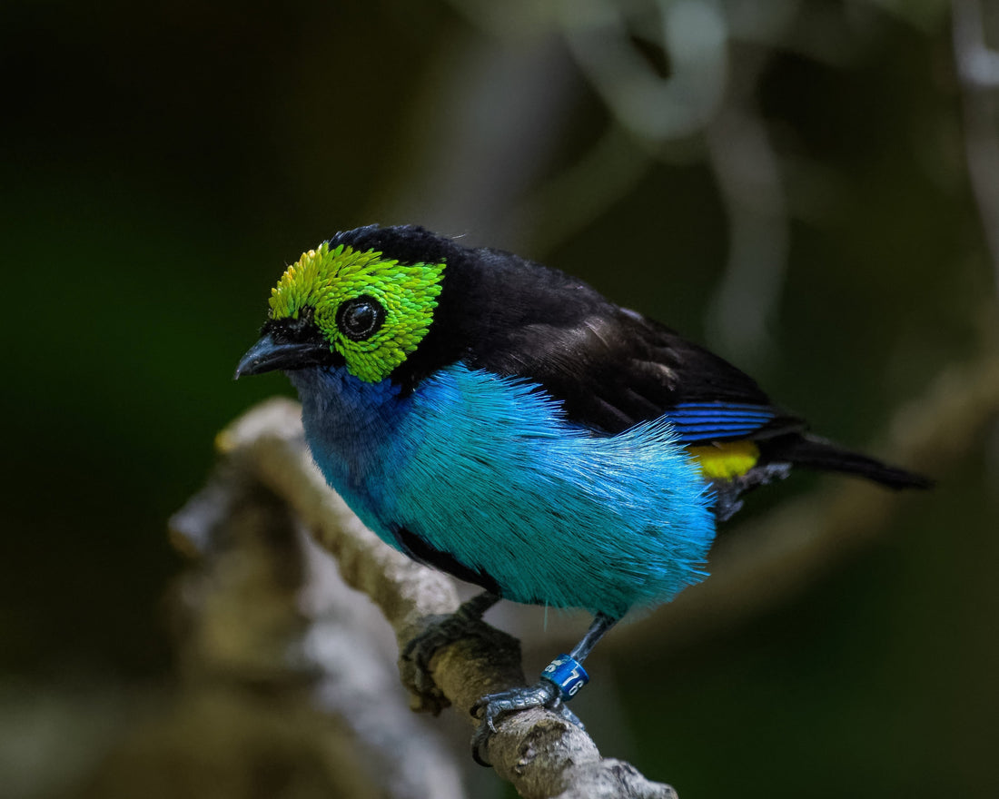 Image of a Paradise Tanager