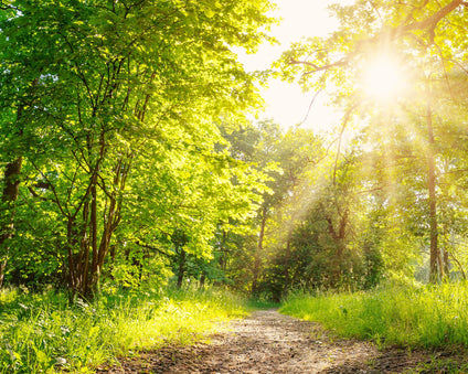 Peaceful park with nature trail