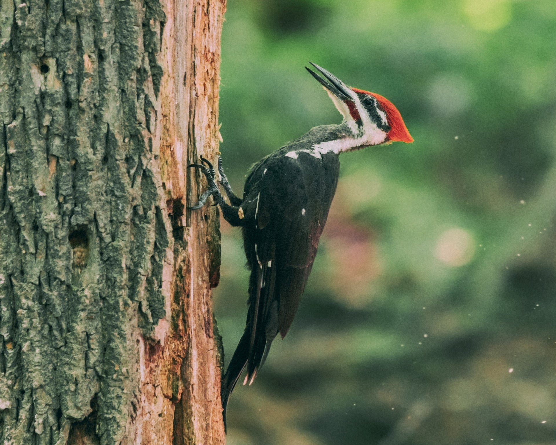 Is a Pileated Woodpecker a dinosaur?