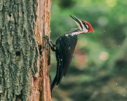 Is a Pileated Woodpecker a dinosaur?