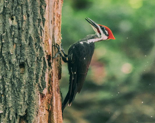 Is a Pileated Woodpecker a dinosaur?