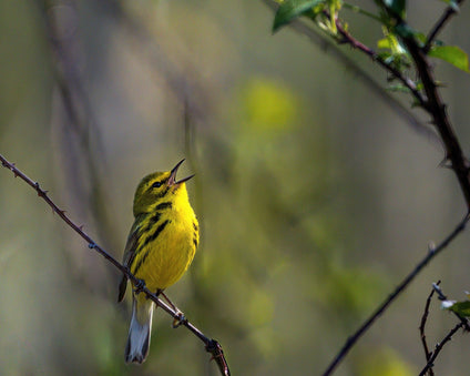 Singing Prairie Warbler
