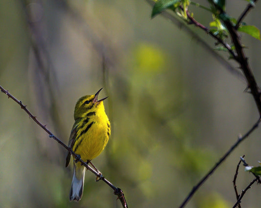 Singing Prairie Warbler