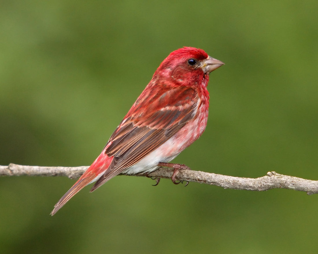 Purple Finch