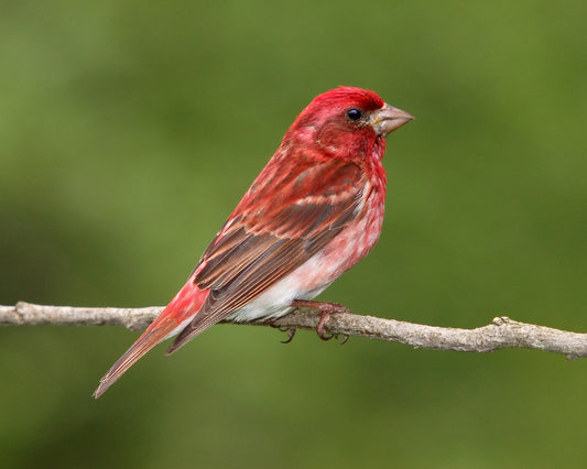 Purple Finch