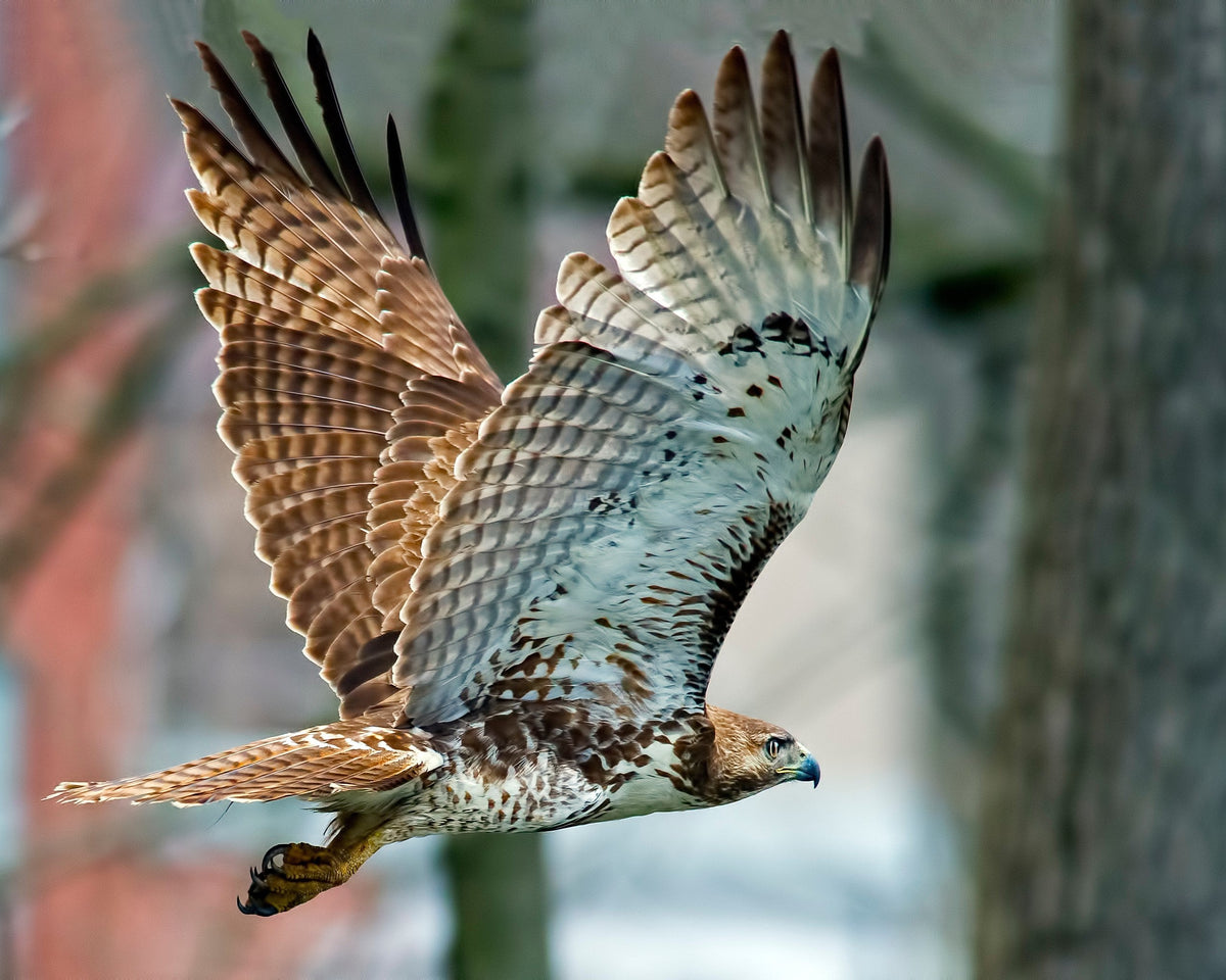 Red-tailed Hawk in flight