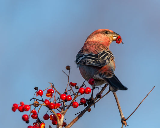 Red Crossbill eating berries