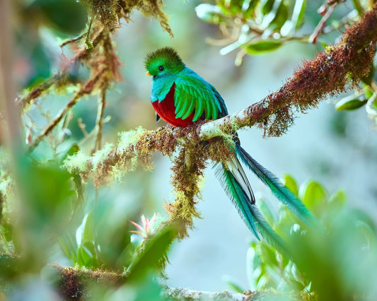 Resplendent Quetzal image