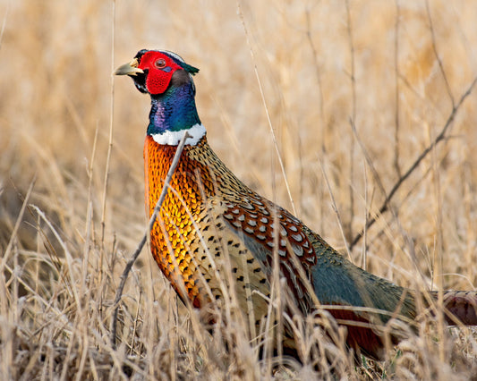 Ring-necked Pheasant