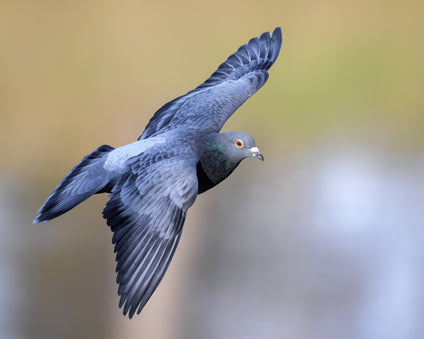 Flying Rock Pigeon