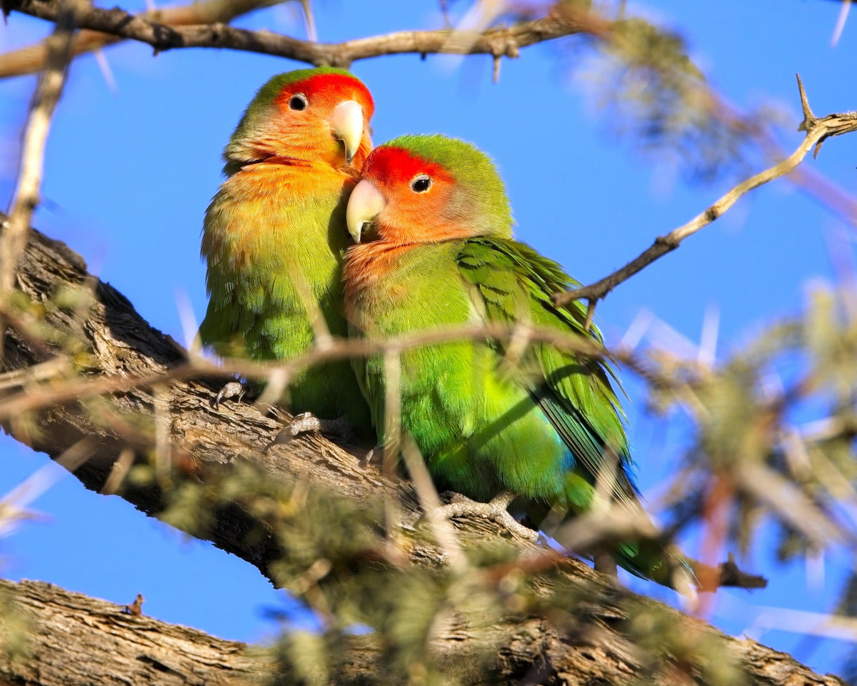 Rosy-faced Lovebirds