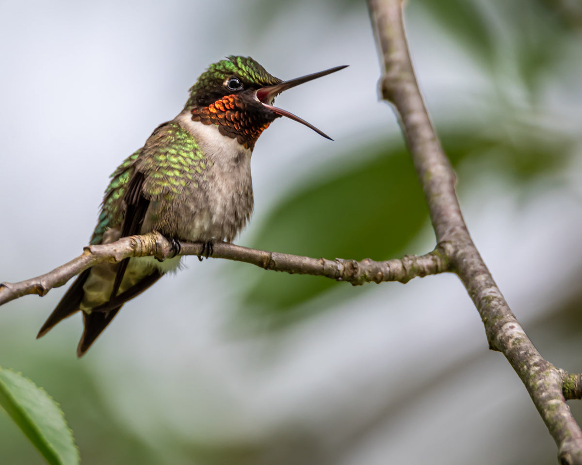 Vocalizing Ruby-throated Hummingbird