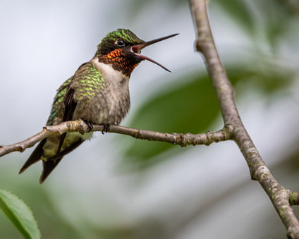 Vocalizing Ruby-throated Hummingbird