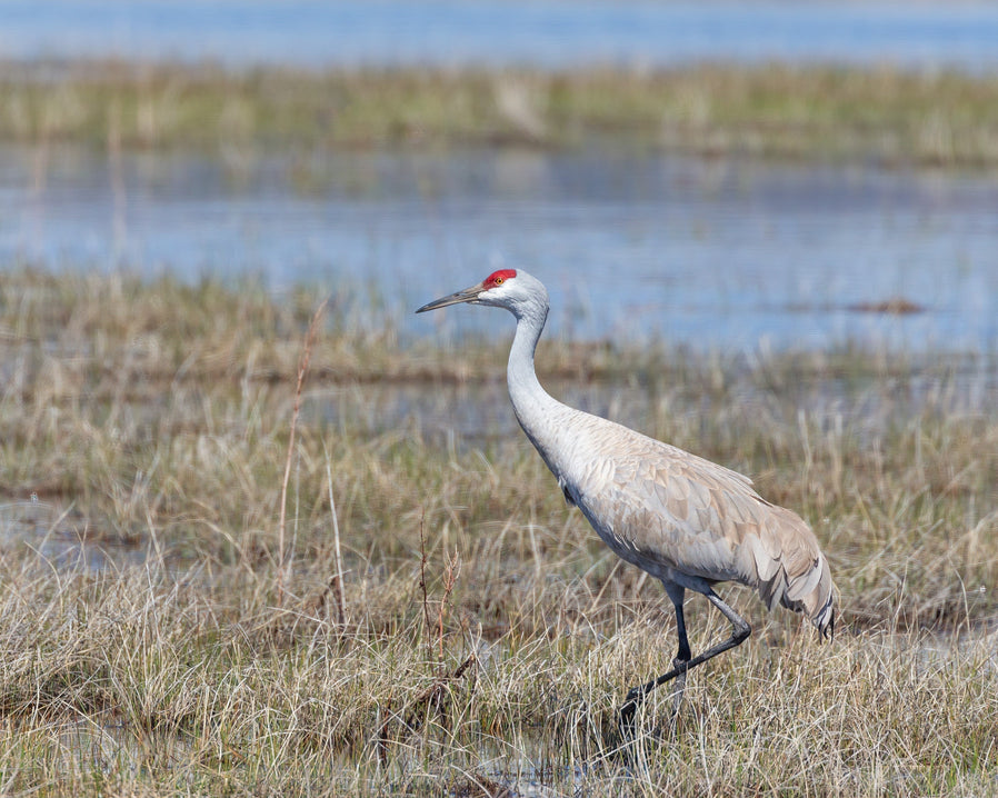Sandhill Crane on flooded farm wetland