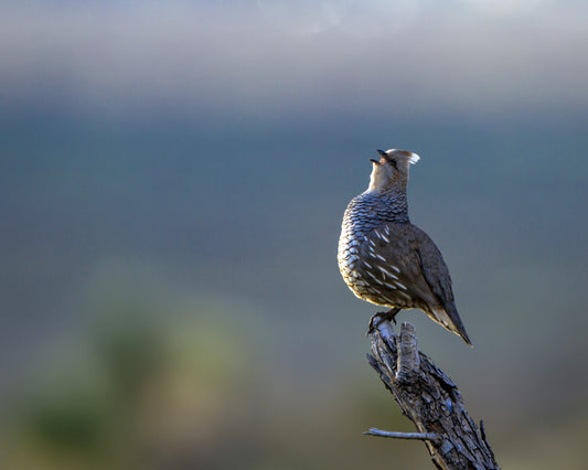 Scaled Quail singing at dawn