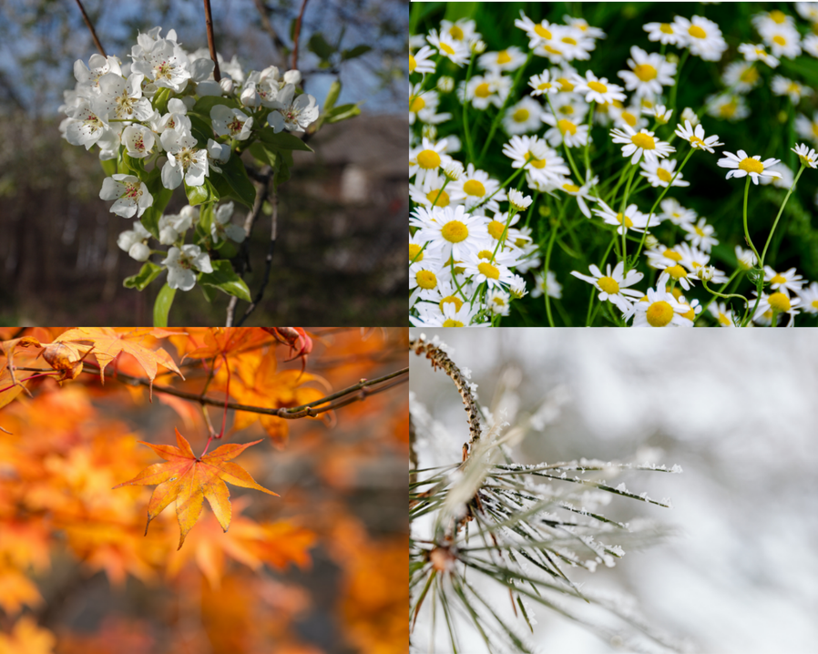 Images from the four seasons of nature